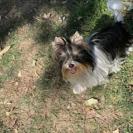 Biewer Terrier and Yorkshire Terrier Puppies from Yorkie Town California
