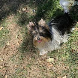 Biewer Terrier and Yorkshire Terrier Puppies from Yorkie Town California