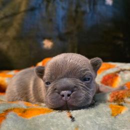 Walter - Blue fawn male French Bulldog puppy in Columbia Falls, Montana from Glacier French Bulldogs of Montana