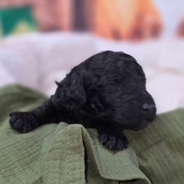 Monster - Black female Poodle puppy in Springfield, Oregon from Valaurah Farms