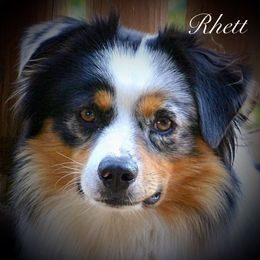 Rhett - Miniature Australian Shepherd