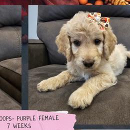 Cockapoos and Goldendoodles from Meghan McKay