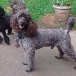 Hunter - Poodle