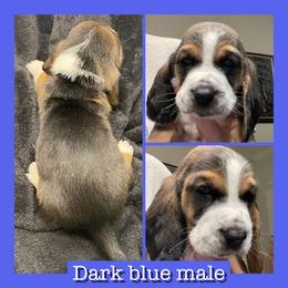 Dark Blue male - Black and white male Basset Hound puppy in Temple, Texas from Southern Rose Bassets