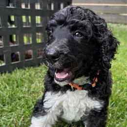 Rook - Orange Collar - Parti male Poodle puppy in Monroe, North Carolina from The Klepper Homestead