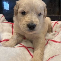 Blitzen - Light golden male Golden Retriever puppy in Wiley Ford, West Virginia from Shady Hill Acres Golden Retrievers