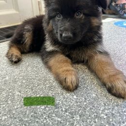 Green - Black and red male German Shepherd puppy in New York from Spitze German Shepherds