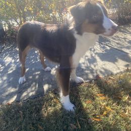 Dam Chili (AKC Mini American Shepherd aka Mini Aussie) - Red tri-color female Miniature American Shepherd puppy in Alpharetta, Georgia from Soul Stone Kennels