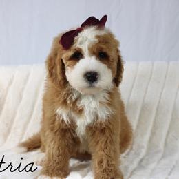 Austria - Red female Bernedoodle puppy in Casa Grande, Arizona from AzDoodle Dandies