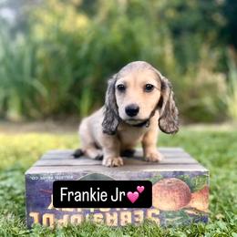 Dachshund Puppies from Northwest Dachshunds