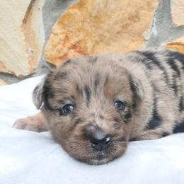 Mosaic - Blue merle female Australian Shepherd puppy in Macon, Georgia from Shaina’s Shepherds
