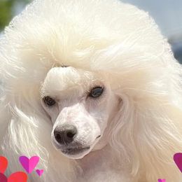 Poodles and Toy Fox Terriers from Newmont Toys