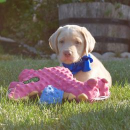 Dilute Retriever Puppies from Royalty Retrievers