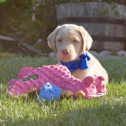 Dilute Retriever Puppies from Royalty Retrievers