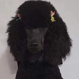 River - Poodle