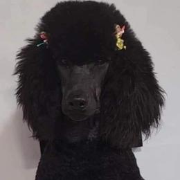 River - Poodle