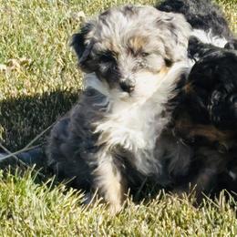 Trix - Blue merle female Bernedoodle puppy in Ogden, Utah from Salty Point Doodles