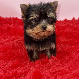 Yorkshire Terrier Puppies from The Royal Yorkie Den LLC
