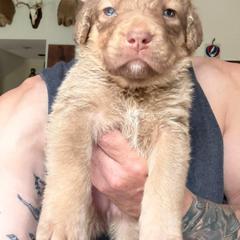Light Blue - Deadgrass female Chesapeake Bay Retriever puppy in Dallas, Pennsylvania from Ghost Dog Chesapeakes