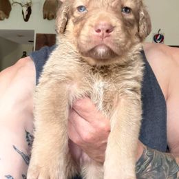 Light Blue - Deadgrass female Chesapeake Bay Retriever puppy in Dallas, Pennsylvania from Ghost Dog Chesapeakes