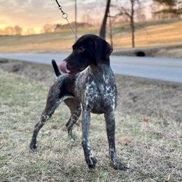 Performance Female Trained - Liver roan female German Shorthaired Pointer puppy in Kentucky from OutBark Dogs & Kennels