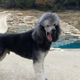 Trick - Poodle