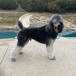 Trick - Poodle