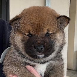 Robai - Sesame female Shiba Inu puppy in Roseville, California from Tokubetsuna Shibas