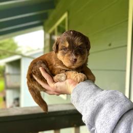 Lavender - Chocolate female Pomsky puppy in Campton Hills, Washington from Urban Miracle’s