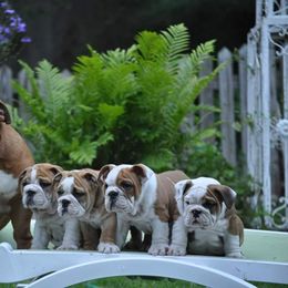 Bulldog and Collie Puppies from Lakewinds Collies & Bulldogs