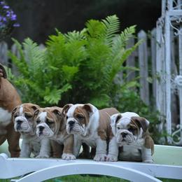 Bulldog and Collie Puppies from Lakewinds Collies & Bulldogs