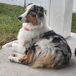 Luna - Australian Shepherd