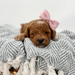 Lily - Red  female Goldendoodle puppy in Queen Creek, Arizona from Goldendoodle AZ