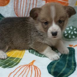 Pembroke Welsh Corgi Puppies from Episode Corgis