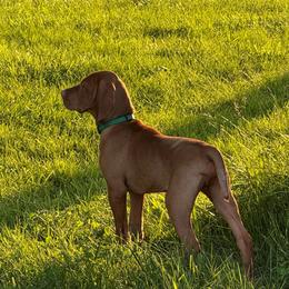 Vizsla Puppies from Legacy Vizslas - Zionsville, Indiana