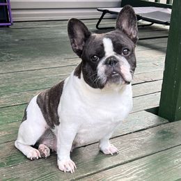 Brickle - French Bulldog