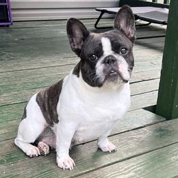 Brickle - French Bulldog
