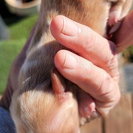 Dachshund Puppies from CLARK'S BREEDING PROGRAM