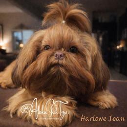 Harlowe - Shih Tzu