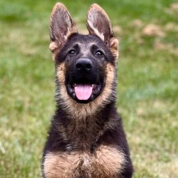 German Shepherd Puppies from Aus Gerstbrei German Shepherds