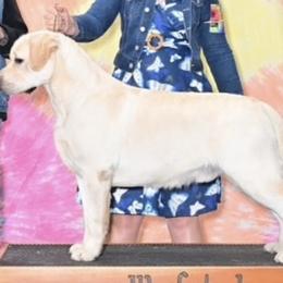 Labrador Retrievers from Country Grace