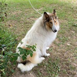 Bailey - Collie