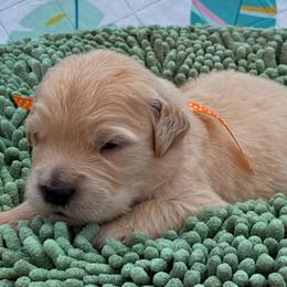 5th pick boy - Golden male Golden Retriever puppy in Fresno, California from Warwick’s Central California Goldens