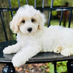 Bernedoodle and Pyredoodle Puppies from FDF Pyredoodles & Bernedoodles