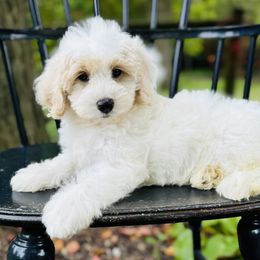 Bernedoodle and Pyredoodle Puppies from FDF Pyredoodles & Bernedoodles