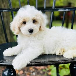 Bernedoodle and Pyredoodle Puppies from FDF Pyredoodles & Bernedoodles