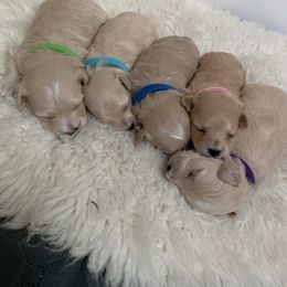 Maltipoo puppies from Iuliia's puppies