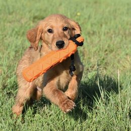 Blue - Dark golden male Golden Retriever puppy in Gober, Texas from Trigger Time Kennels