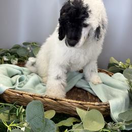 Blue - Parti male Poodle puppy in Mauston, Wisconsin from Quiverfull Acres