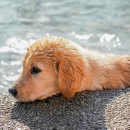 Golden Retriever Puppies from UnrivaledGoldens